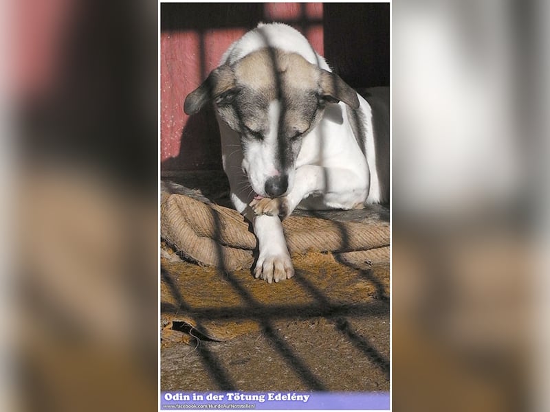 ODIN, wann findet er endlich sein Glück? Sucht erfahrene Menschen