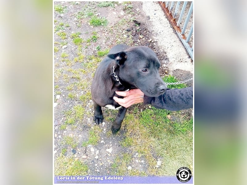 LORIS, vom Besitzer einfach entsorgt. Darf nicht nach Deutschland, da Listenmix