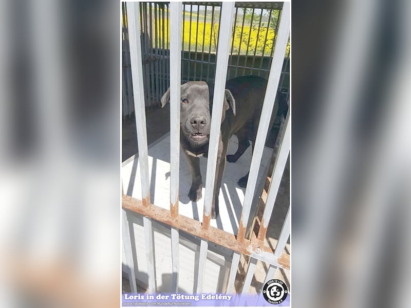 LORIS, vom Besitzer einfach entsorgt. Darf nicht nach Deutschland, da Listenmix