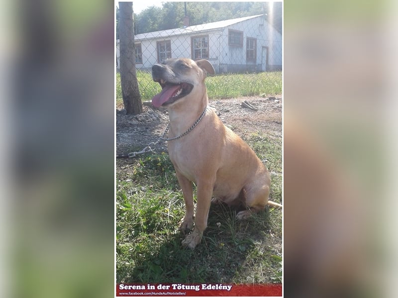 SERENA, eine Traummaus