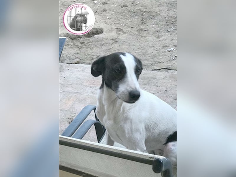 ZIZZ, wird sie je ein Zuhause finden? Sucht erfahrene Menschen