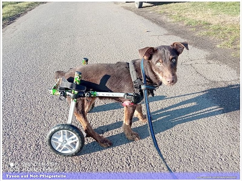 TYSON, der Kämpfer. Leider mit Handicap. Sucht Menschen mit viel Herz und Erfahrung