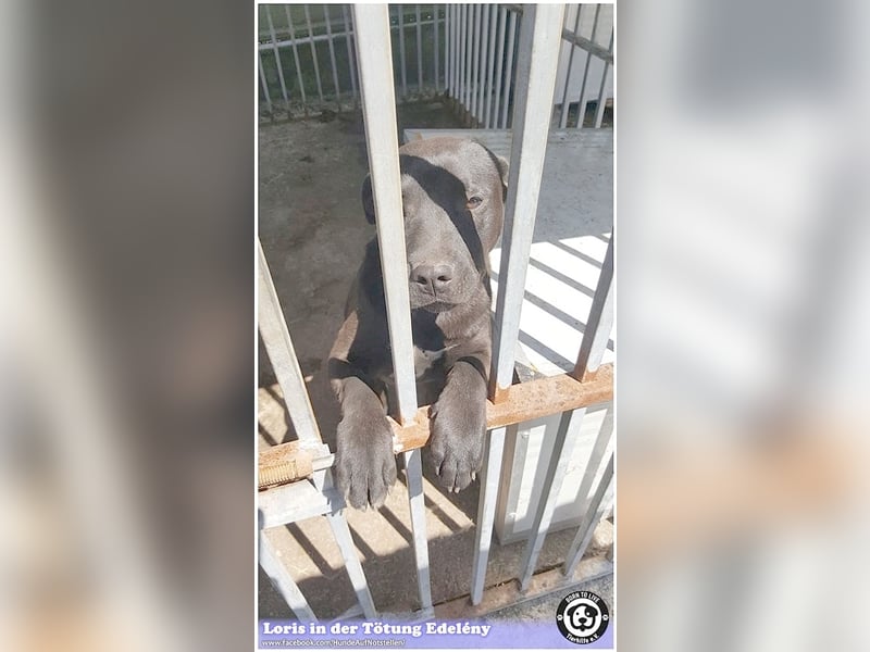 LORIS, vom Besitzer einfach entsorgt. Darf nicht nach Deutschland, da Listenmix