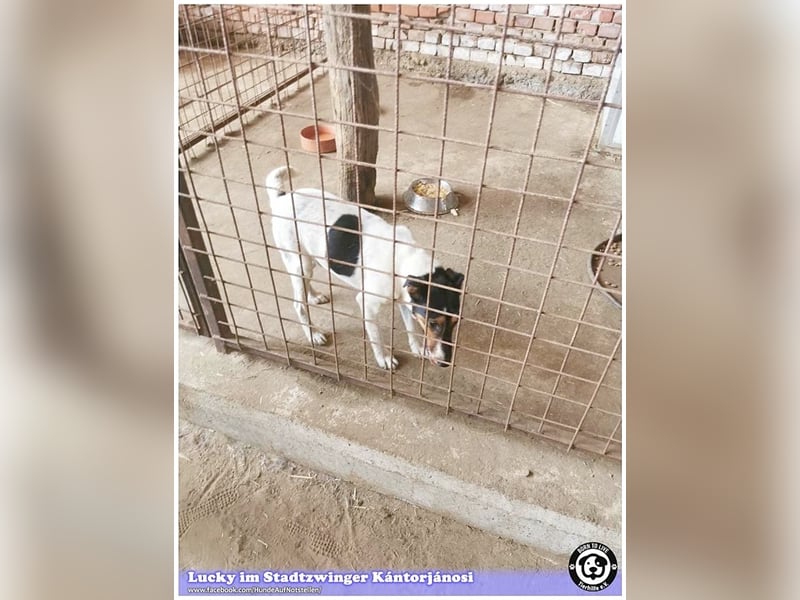 LUCKY, ganz amer Tropf. Sucht dringend ein Zuhause