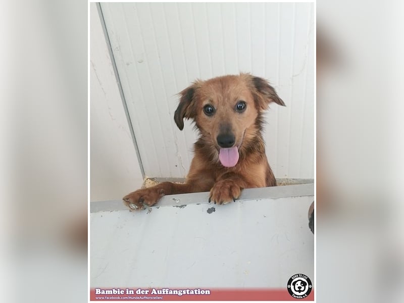 BAMBIE, bildhübsche Maus