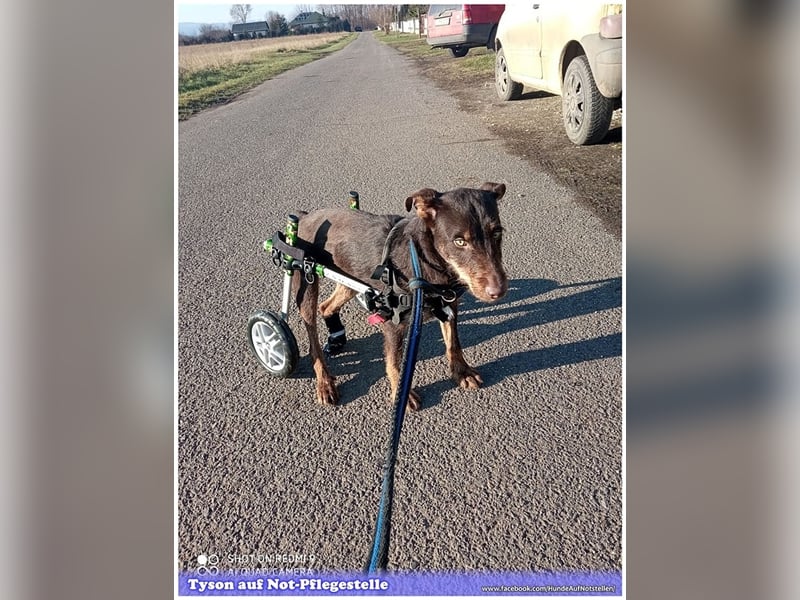 TYSON, der Kämpfer. Leider mit Handicap. Sucht Menschen mit viel Herz und Erfahrung