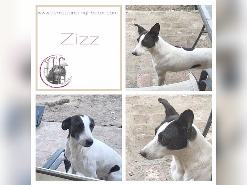 ZIZZ, wird sie je ein Zuhause finden? Sucht erfahrene Menschen