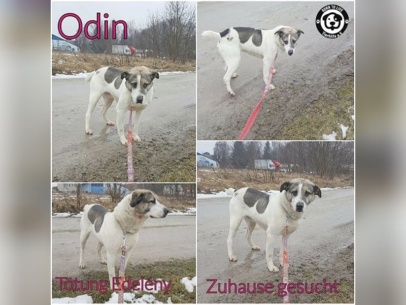 ODIN, wann findet er endlich sein Glück? Sucht erfahrene Menschen