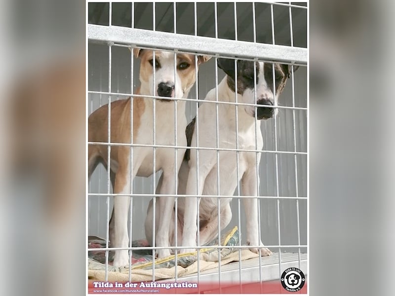 TILDA, liebevolle Maus, ging duch die Hölle. Darf nicht nach Deutschland, da Listen-Mix