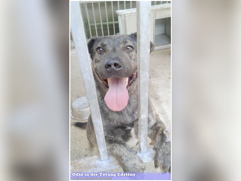 ODIN, sucht erfahrene Menschen