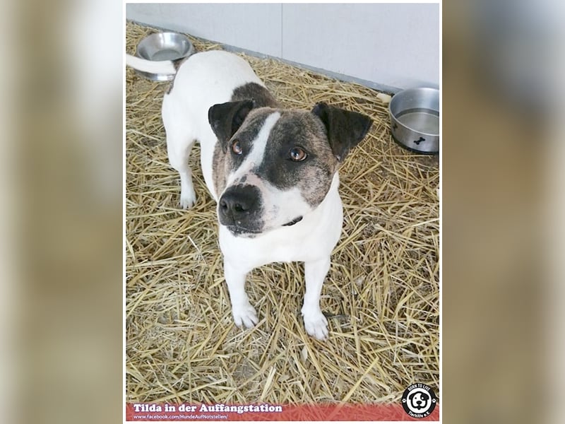 TILDA, liebevolle Maus, ging duch die Hölle. Darf nicht nach Deutschland, da Listen-Mix