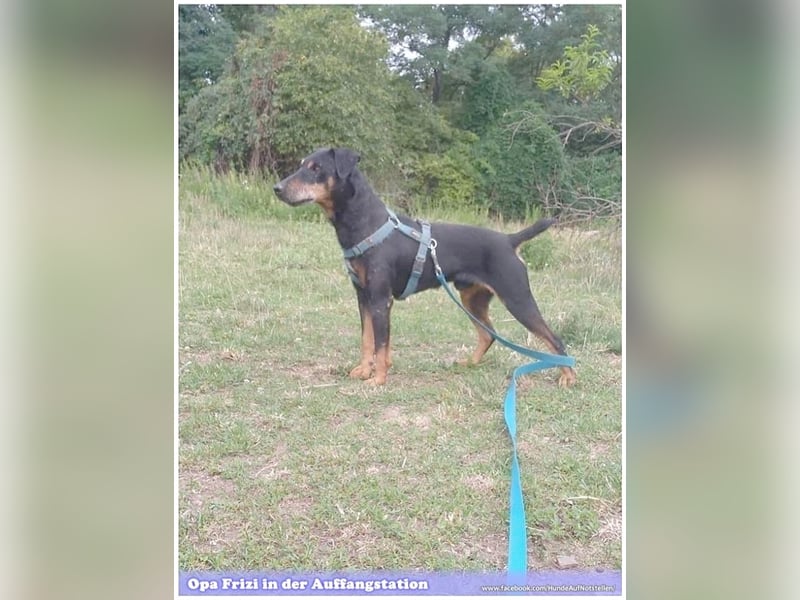 FRIZI, lieber Hundeopi sucht ein Zuhause für immer 