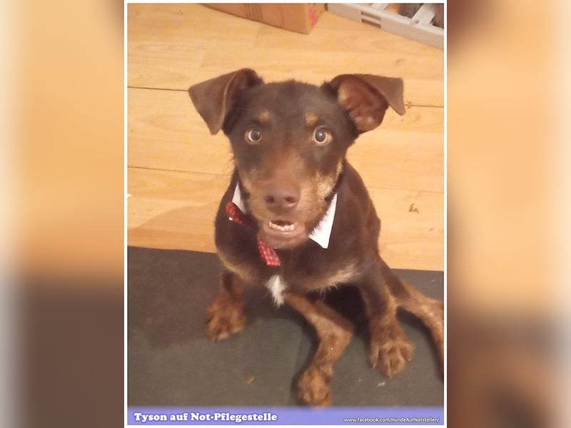 TYSON, der Kämpfer. Leider mit Handicap. Sucht Menschen mit viel Herz und Erfahrung