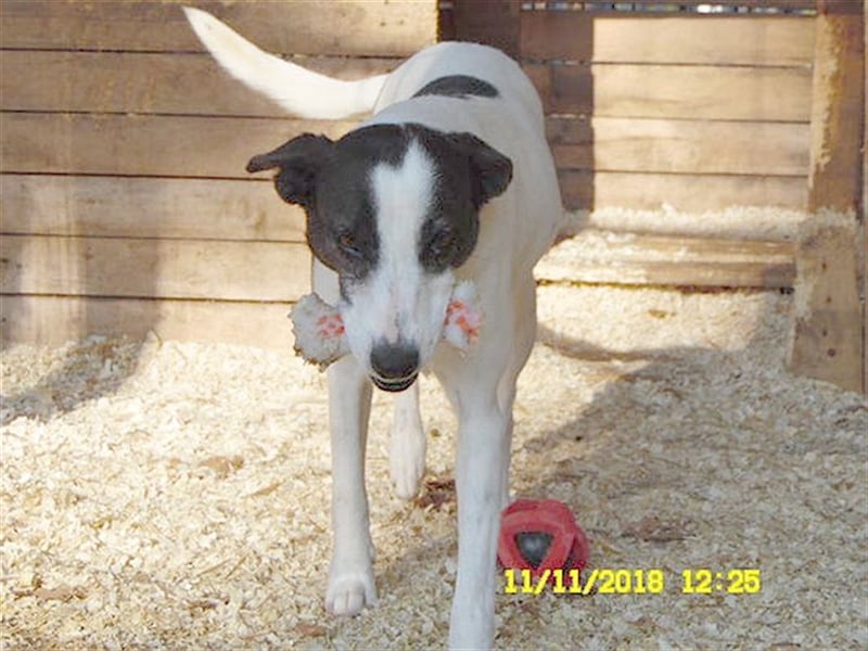 ZIZZ, wird sie je ein Zuhause finden? Sucht erfahrene Menschen