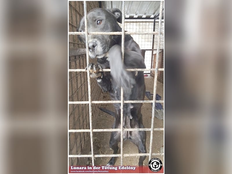 LUNARA, bildhübsche schwarze Maus. NOTFALL