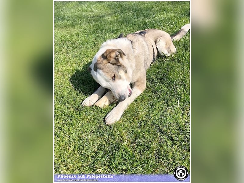 PHOENIX,  sucht erfahrene Halter. Bereits in Deutschland auf Pflegestelle