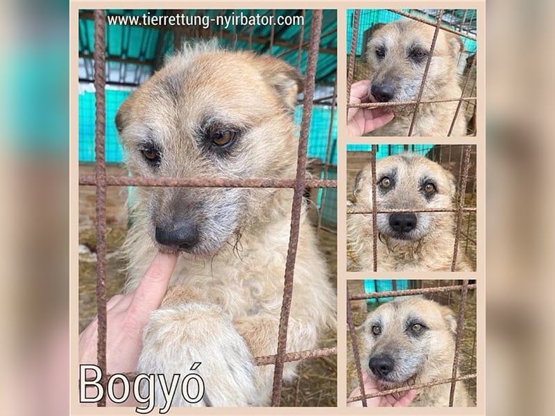 BOGYO, ganz armer Tropf. Sucht so dringend ein Zuhause