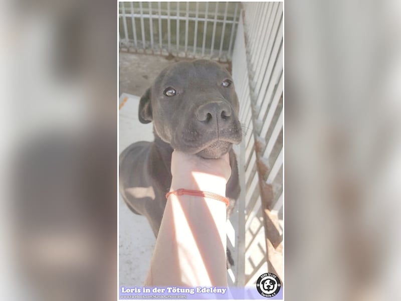 LORIS, vom Besitzer einfach entsorgt. Darf nicht nach Deutschland, da Listenmix