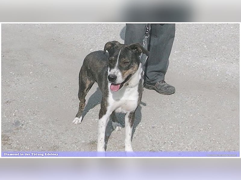 DIAMOND, sucht Menschen mit Erfahrung