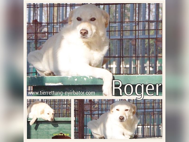 ROGER, wartet schon so lange auf ein Zuhause. Sucht Menschen mit viel Liebe  und Geduld