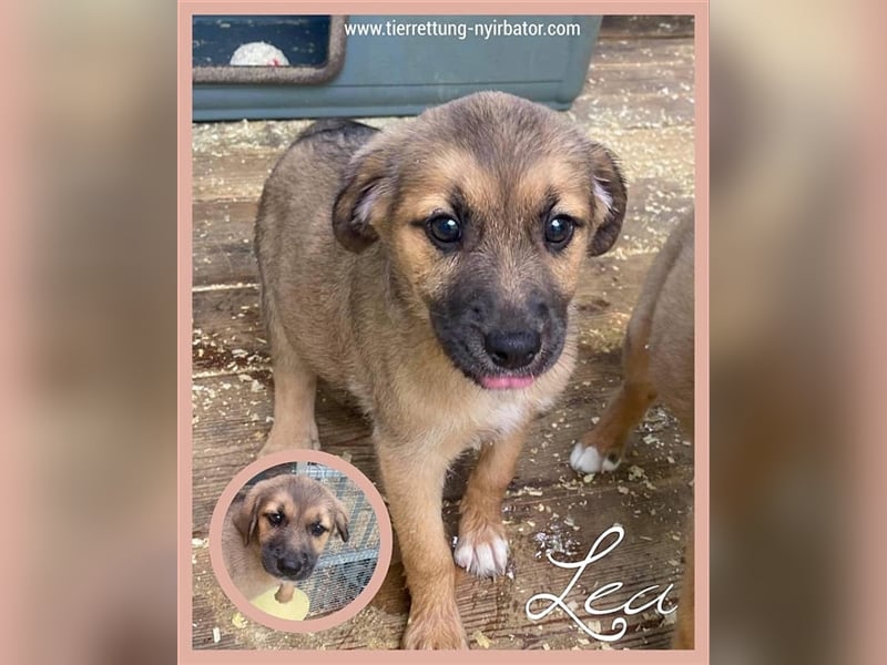 LEA, zuckersüsse Hummel, der ideale Familienhund