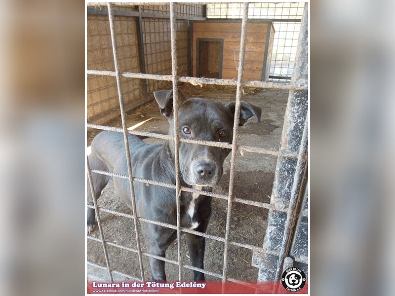 LUNARA, bildhübsche schwarze Maus. NOTFALL