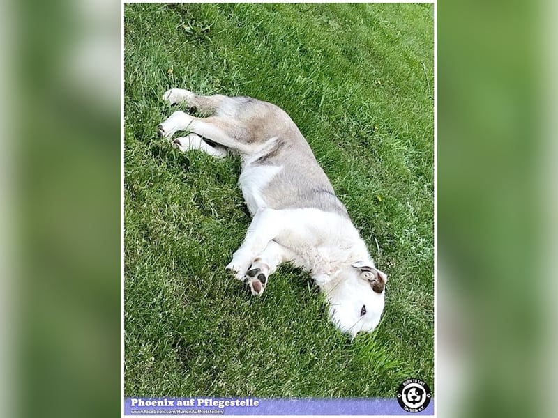 PHOENIX,  sucht erfahrene Halter. Bereits in Deutschland auf Pflegestelle