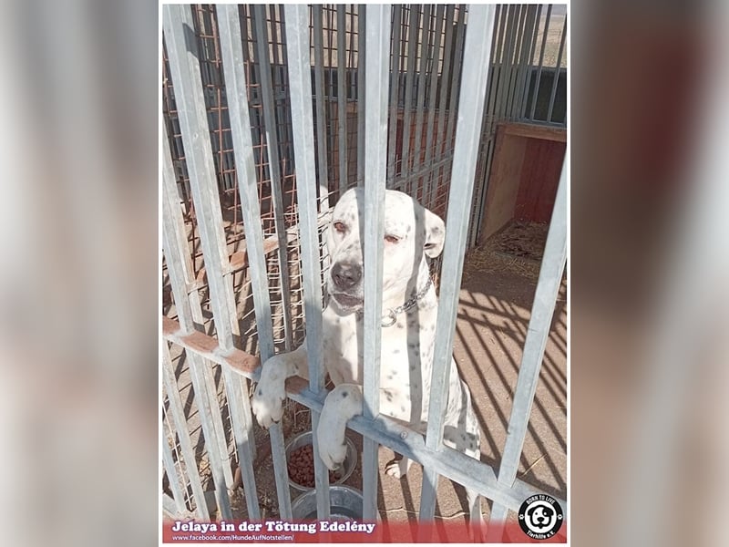 JELAYA, megaliebe Maus. Darf NICHT nach Deutschland, da Listen-Mix