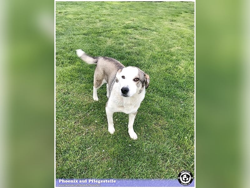 PHOENIX,  sucht erfahrene Halter. Bereits in Deutschland auf Pflegestelle