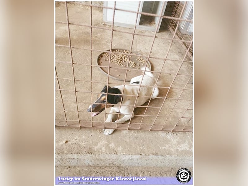 LUCKY, ganz amer Tropf. Sucht dringend ein Zuhause