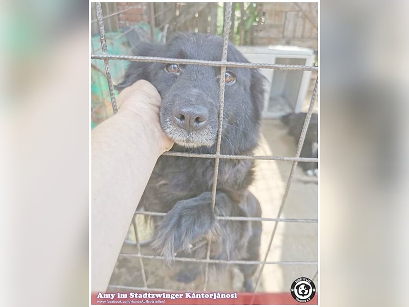 AMY, zuckersüsse Hummel