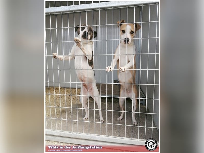 TILDA, liebevolle Maus, ging duch die Hölle. Darf nicht nach Deutschland, da Listen-Mix