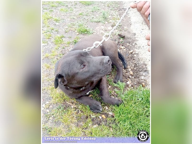 LORIS, vom Besitzer einfach entsorgt. Darf nicht nach Deutschland, da Listenmix