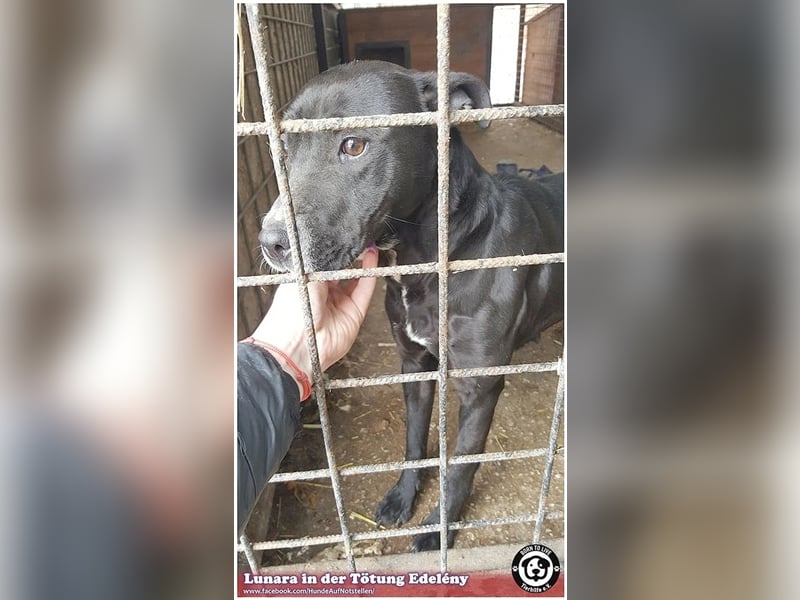 LUNARA, bildhübsche schwarze Maus. NOTFALL