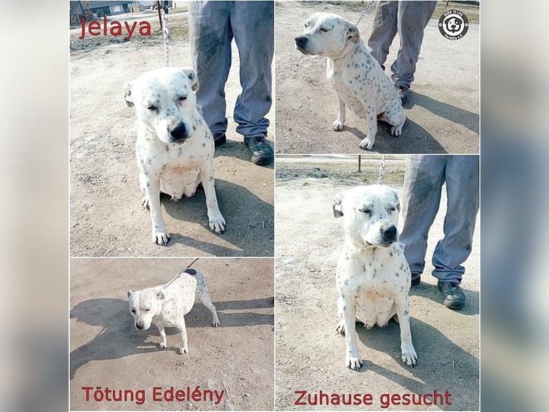 JELAYA, megaliebe Maus. Darf NICHT nach Deutschland, da Listen-Mix