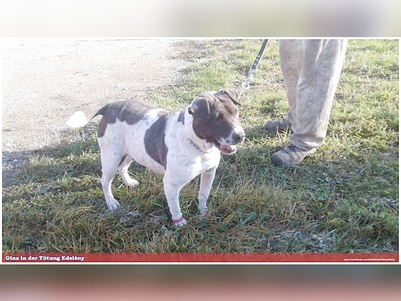 GINA, Listenmix. Darf leider nicht nach Deutschland