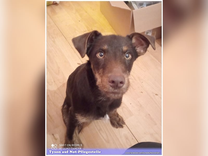 TYSON, der Kämpfer. Leider mit Handicap. Sucht Menschen mit viel Herz und Erfahrung