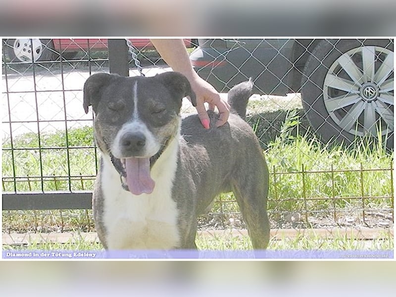 DIAMOND, sucht Menschen mit Erfahrung