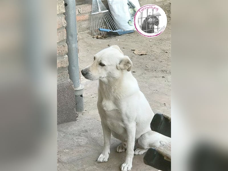 ROGER, wartet schon so lange auf ein Zuhause. Sucht Menschen mit viel Liebe  und Geduld