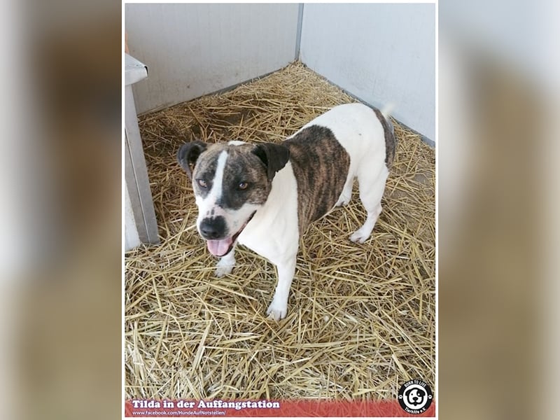 TILDA, liebevolle Maus, ging duch die Hölle. Darf nicht nach Deutschland, da Listen-Mix