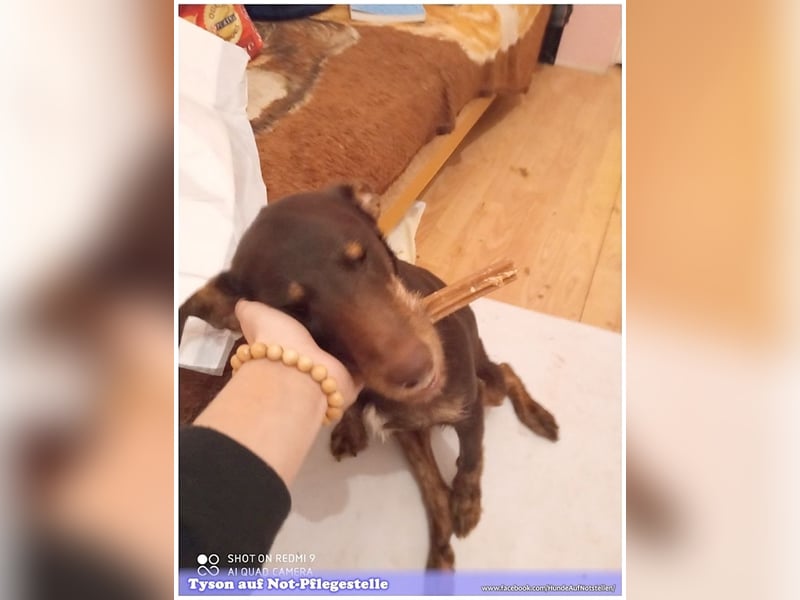 TYSON, der Kämpfer. Leider mit Handicap. Sucht Menschen mit viel Herz und Erfahrung