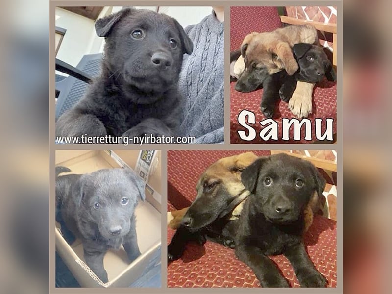 SAMU, zuckersüsser Fratz