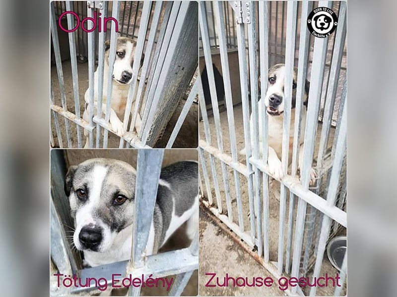 ODIN, wann findet er endlich sein Glück? Sucht erfahrene Menschen