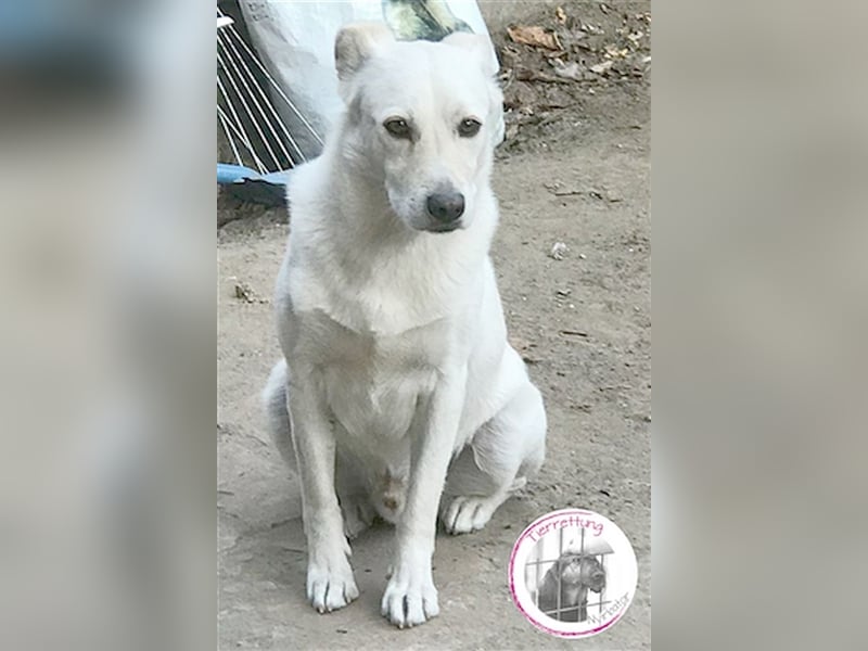ROGER, wartet schon so lange auf ein Zuhause. Sucht Menschen mit viel Liebe  und Geduld