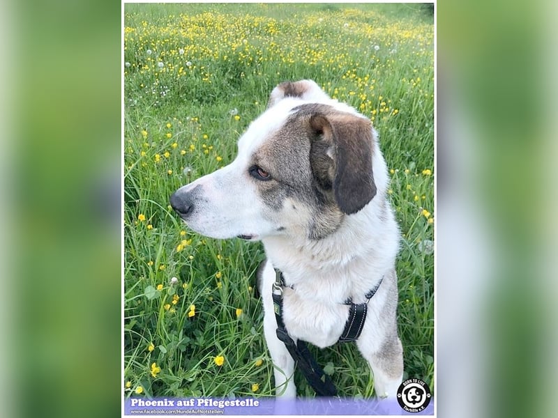 PHOENIX,  sucht erfahrene Halter. Bereits in Deutschland auf Pflegestelle