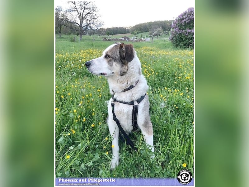 PHOENIX,  sucht erfahrene Halter. Bereits in Deutschland auf Pflegestelle