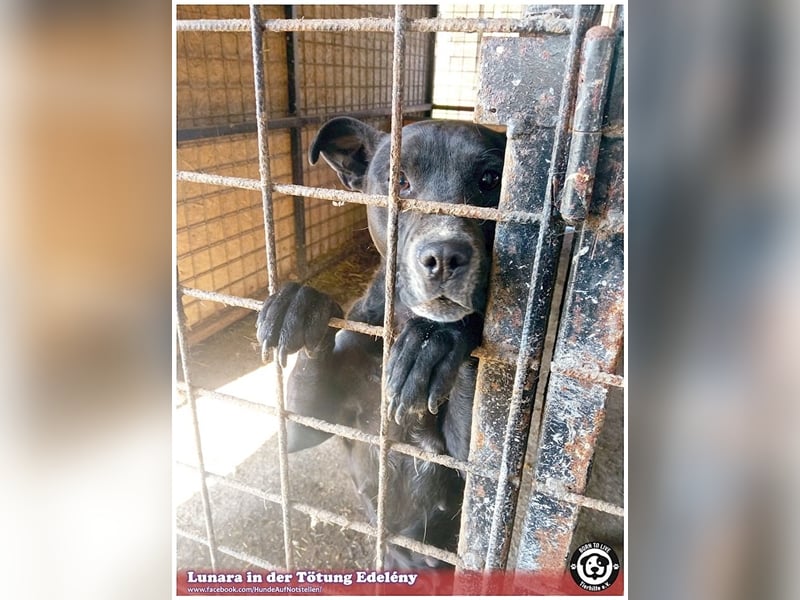 LUNARA, bildhübsche schwarze Maus. NOTFALL