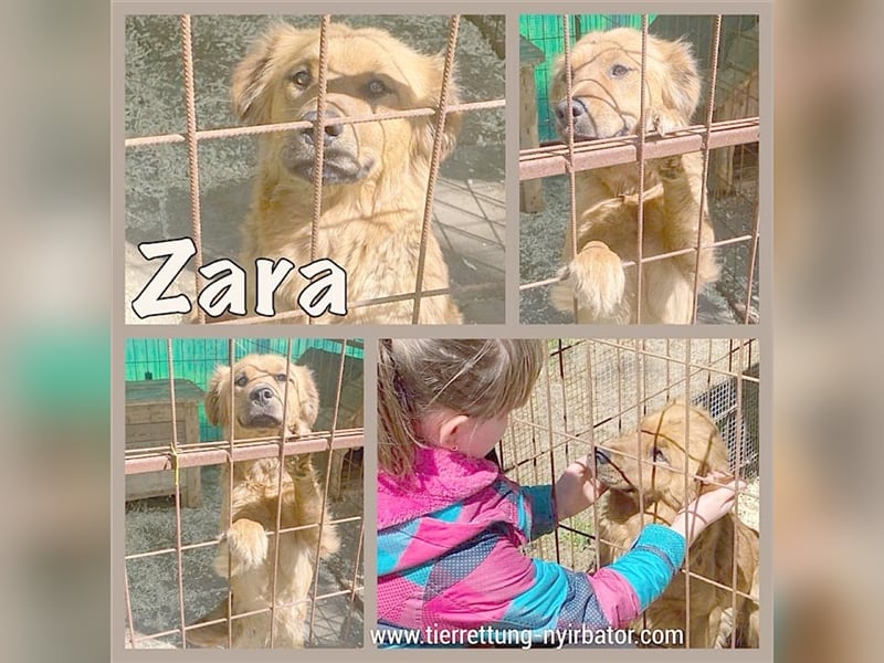 ZARA, einfach in der Grube entsorgt