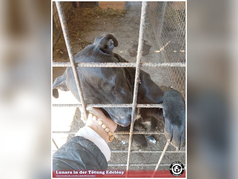 LUNARA, bildhübsche schwarze Maus. NOTFALL