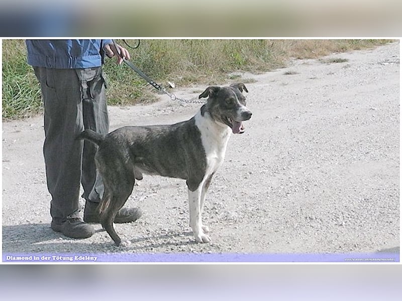 DIAMOND, sucht Menschen mit Erfahrung